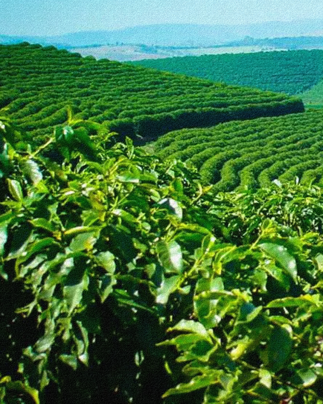 Arabica vs Robusta: What’s the Real Difference