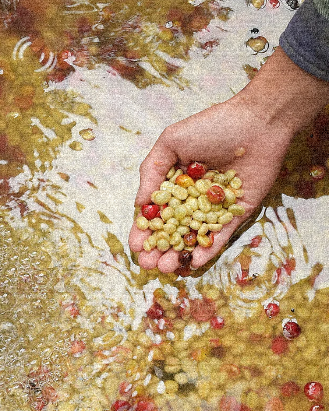 Washed, Natural & Honey Coffee